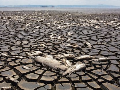 أسماك نافقة في بحيرة بوستيّوس بالمكسيك بسبب الجفاف جراء ارتفاع درجات الحرارة . 5 يونيو 2024 - AFP
