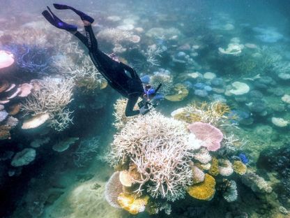 اليونسكو تحث أستراليا على حماية الحاجز المرجاني العظيم بشكل عاجل
