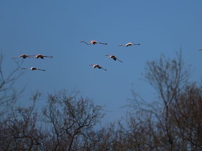 مجموعة من طيور النحام تطير فوق بحيرة فاين في ألبانيا. 13 مارس 2024 - AFP