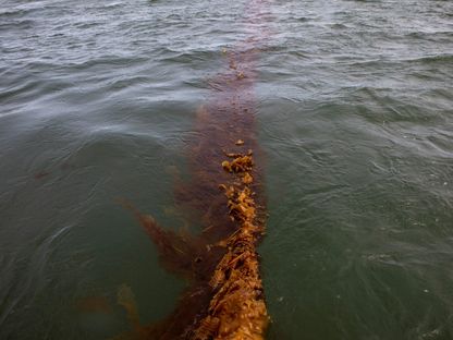 أعشاب البحر تتدلى قبالة ساحل دوكسبري في ولاية ماساتشوستس الأميركية. 9 مايو 2023 - Reuters