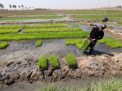 بعد حظر عامين.. العراق يستأنف زراعة الأرز بسلالة جديدة تستهلك مياهاً أقل