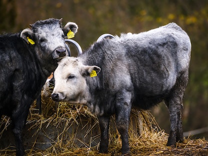 إحدى أبقار ريف لاتفيا الزرقاء - 13 نوفمبر 2021 - AFP