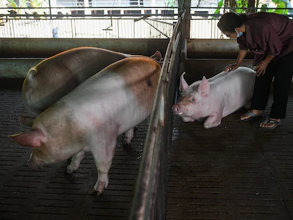 كوريا الجنوبية تعلن اكتشاف حالة إصابة بحمى الخنازير الإفريقية - REUTERS