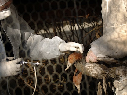 طبيب بيطري يحقن "بطة" بلقاح ضد فيروس H5n1 في حديقة طيور - AFP