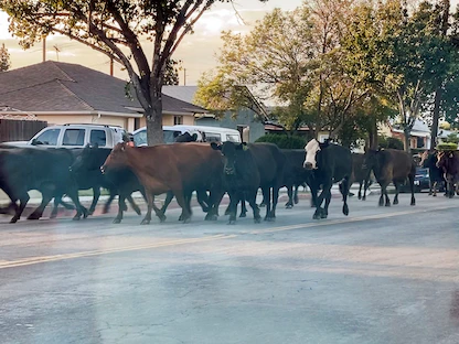 قطيع من الأبقار يجري في الشارع في كاليفورنيا - REUTERS