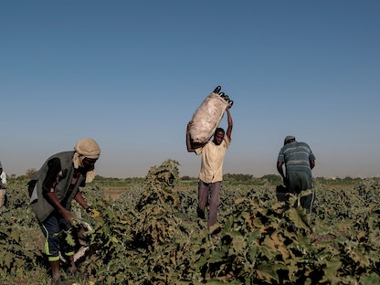 سودانيون خلال موسم حصاد المحاصيل الزراعية في جزيرة توتي بالعاصمة السودانية الخرطوم. 14 فبراير 2020 - REUTERS