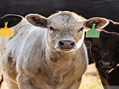اكتشاف أول حالة غير نمطية من مرض جنون البقر (صورة غير مؤرخة) - aphis.usda.gov