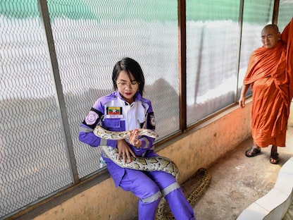 شوي لي تقود فريقاً لإنقاذ الثعابين في ميانمار. 12 يناير 2023 - AFP