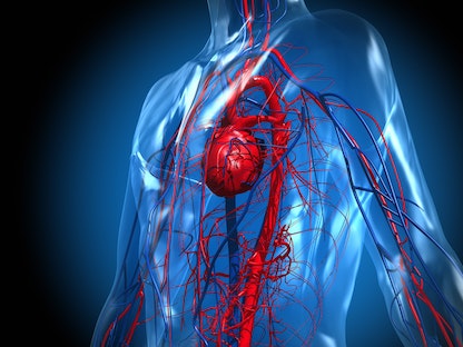 صورة توضيحية للقلب والأوعية الدموية في جسم الإنسان - Getty Images