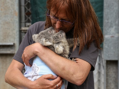 حيوان الكوالا الأسترالي الشهير الذي تضرر من حرائق أستراليا - REUTERS
