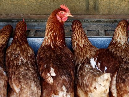 دجاج من فصيلة "ISA Brown " يتغذى داخل مزرعة "تالوكا بارك" بمدينة إكستير، أستراليا. - Bloomberg