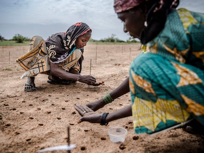 سيدات يزرعن بعض البذور كجزء من مشروع زراعة الأشجار لإعادة تشجير الساحل في قرية مالاماوا بالنيجر- 30 يوليو 2019 - AFP