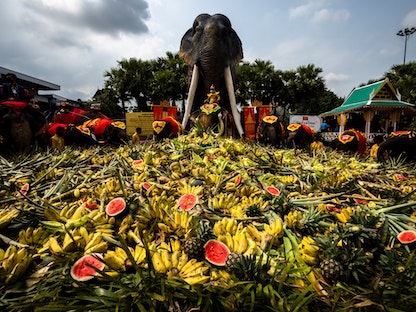 الأفيال تستمتع بـ"بوفيه" من الفاكهة والخضراوات خلال الاحتفال بيوم الفيل الوطني في باتايا، تايلاند - 13 مارس 2022 - REUTERS