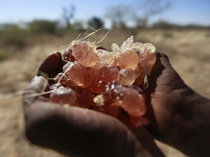 مزارع يحمل صمغاً عربياً يجمعه من شجرة أكاسيا في بلدة النهود غرب السودان. 18 ديسمبر 2012 - REUTERS