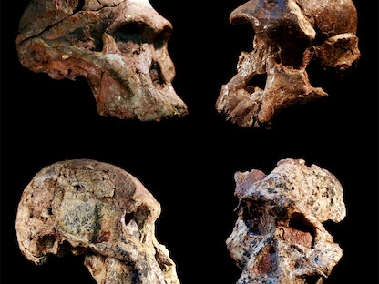 حفريات أشباه الإنسان عثر عليها في منطقة كهوف "ستيركفونتين" بجنوب إفريقيا - الشرق