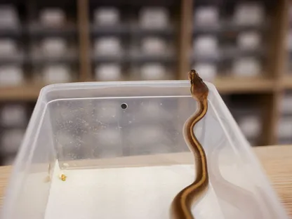 باحثون: لقاحات الحمض النووي الريبوزي المرسال قد تعالج لدغات الثعابين