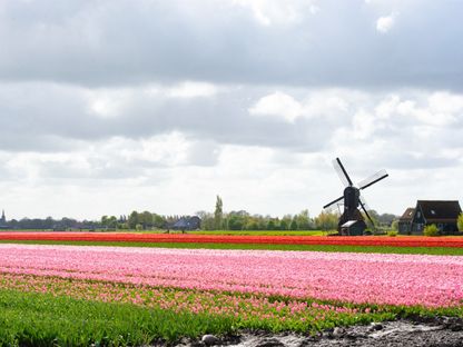 مياه الأمطار تلحق أضراراً بحقل لزراعة زهور التوليب في هولندا. 24 أبريل 2024 - AFP