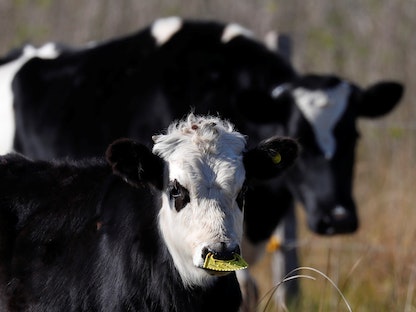 أبقار في مزرعة في بلدة سالاديلو في ضواحي بوينس آيرس، الأرجنتين. 20 مايو 2021 - REUTERS