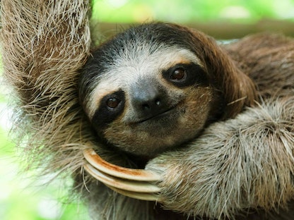 حيوان الكسلان يتدلى من فرع شجرة في محمية Sloth Sanctuary  في كوستاريكا- 10 مارس 2023 - AFP