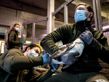 جانب من عملية فحص بطريق همبولت قبل أن يحصل على لقاح ضد إنفلونزا الطيور في حديقة حيوان كوبنهاغن - via REUTERS