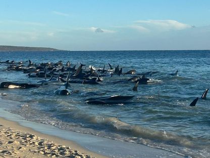 حيتان عالقة بشاطئ قرب ساحل دنسبرو في أستراليا، 25 أبريل 2024 - AFP
