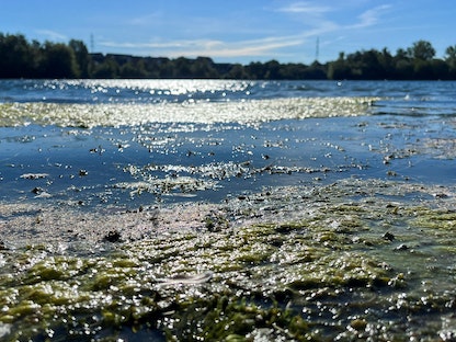 طحالب سامة في بحيرة أغلقتها السلطات الألمانية في ترويسدورف. 5 سبتمبر 2023 - REUTERS