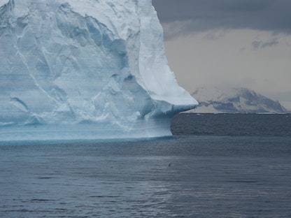 يسبح البطريق في البحر بينما يحقق العلماء في تأثير تغير المناخ على مستعمرات البطريق في القارة القطبية الجنوبية - 15 يناير 2022 - REUTERS