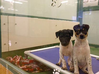 كلبان يتلقيان الرعاية في جمعية للحيوانات في هونج كونج. 8 مارس 2021 - Reuters