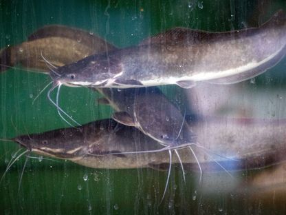 سمك السلور الإفريقي مستزرع في حوض بمنشأة بحثية للزراعة المائية في كلية العلوم الزراعية والبيئية بجامعة روستوك في ألمانيا. 18 أكتوبر 2021 - AFP