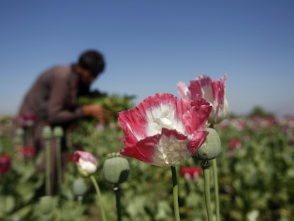 مزارع أفغاني يزرع نبتة الخشخاش في محافظة جلال آباد شرقي أفغانستان - 17 أبريل 2014 - REUTERS