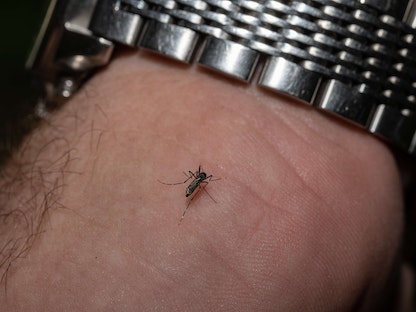 Mosquitos In Kentucky Are Tested After West Nile Virus Found In Area - AFP