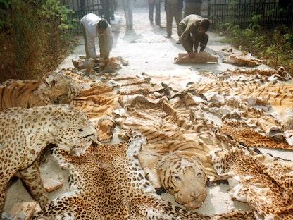 جلود نمور داخل حديقة حيوانات في مدينة لكناو في الهند - 14 يناير 2002 - REUTERS
