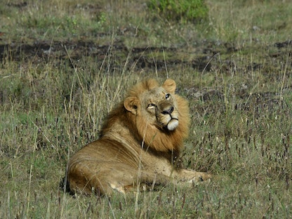 ذكر أسد كما بدا في حديقة نيروبي الوطنية بكينيا - 21 يونيو 2020 - AFP