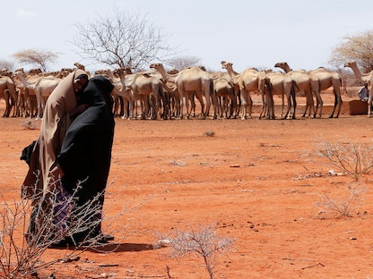 رعاة إبل يتجهون إلى منطقة للري بعد فترة جفاف طويلة بالقرب من الحدود الكينية الإثيوبية في تاكابا، 1 سبتمبر 2022. - REUTERS