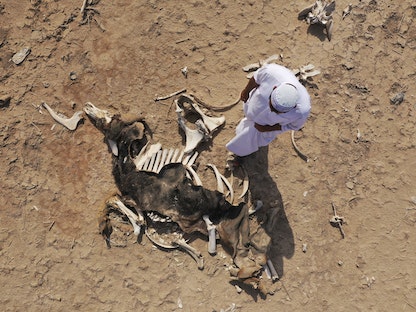 عراقي ينظر إلى بقايا جاموس مات بسبب الجفاف وملوحة المياه في أهوار البصرة جنوبي العراق. 23 مايو 2023 - REUTERS