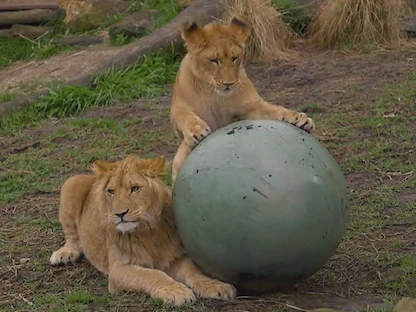 كيف عادت 4 أسود هاربة إلى حديقة حيوان سيدني؟