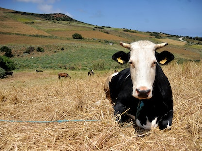 صعوبات تواجه تربية الماشية بسبب الجفاف وارتفاع أسعار الأعلاف في بنزرت بتونس. 9 يونيو 2022 - AFP
