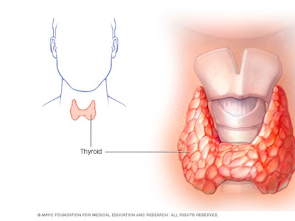 تقع الغدة الدرقية في أسفل العنق أسفل تفاحة آدم مباشرة - Mayo Clinic