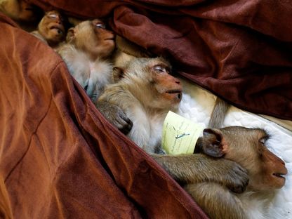 قرود المكاك مستغرقة في النوم جراء تخديرها خلال عمليات تعقيم في متنزهات مدينة لوبوري في تايلاند- 22 يونيو 2020 - Reuters