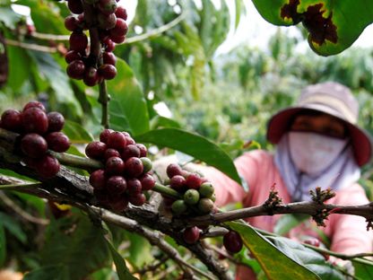 فلاح يحصد ثمار القهوة في فيتنام، 29 أبريل 2024 - Reuters