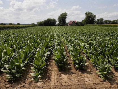 حقل لنباتات التبغ في ويسكونسن بالولايات المتحدة الأميركية - Universal Images Group via Getty