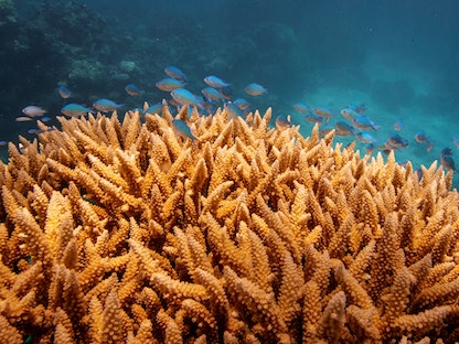 أعشاب مرجانية في "الحاجز المرجاني العظيم" قبالة سواحل كيرنز بأستراليا - 25 أكتوبر 2019 - REUTERS