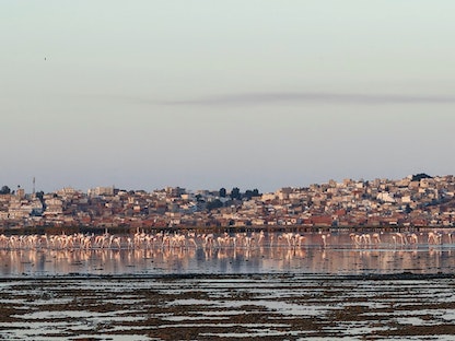 طيور الفلامنجو في بحيرة السيجومي شبه الجافة في مدينة تونس. 10 أغسطس 2023 - REUTERS