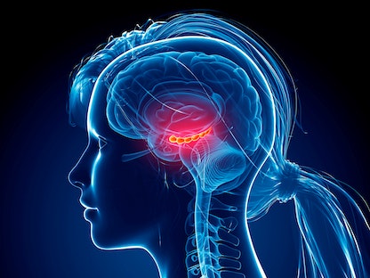 صورة تُظهر أجزاء من دماغ الإنسان - Getty Images