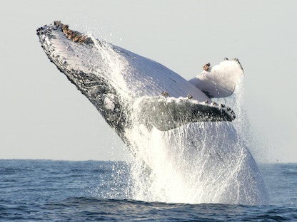 FILE PHOTO: A humpback whale breaches off South Africa's Kwa-Zulu Natal South Coast, July 9, 2004. An estimated .. - REUTERS
