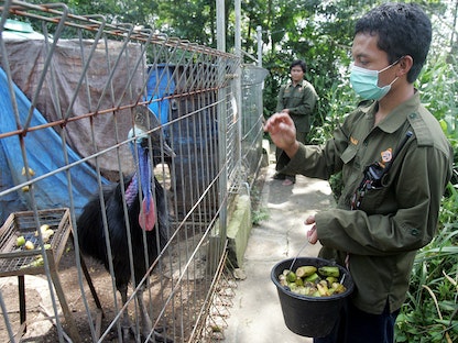 حارس يطعم طائر "كاسواري" في "مركز سيكانانجا لإنقاذ الحيوانات" في محمية سوكابومي بجزيرة جاوة في إندونيسيا - 5 يوليو 2005. - REUTERS