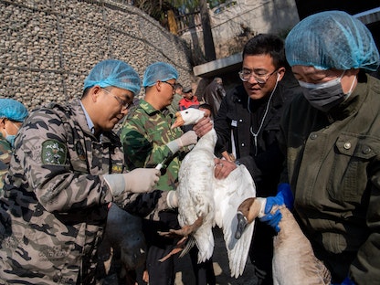 طبيب بيطري يحق أوزة في حديقة حيوان بمقاطعة شانشي الصينية بلقاح أنفلونزا الطيور- 10 نوفمبر 2020 - China News Service via Getty Ima
