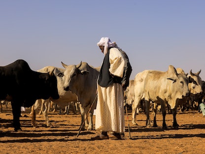تاجر سوداني يقف بجوار قطيع من الأبقار في سوق المواشي بأم درمان- 29 يناير 2022 - REUTERS