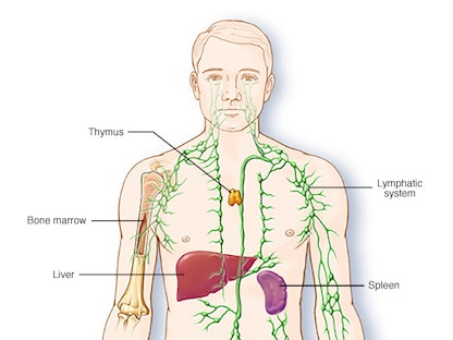 الجهاز اللمفاوي جزء من جهاز المناعة الذي يحمي من العدوى والمرض - Mayo Clinic