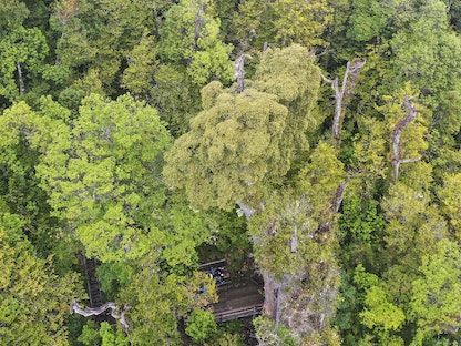 شجرة "الجد الأكبر" التي يبلغ ارتفاعها 28 متراً وقطرها 4 أمتار في طور الاعتماد على أنها الأقدم في العالم والموجودة في غابة في جنوب تشيلي. 10 أبريل 2023 - AFP